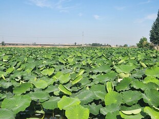 夏日荷塘绿意浓
