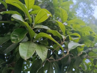翠绿繁茂的树叶特写