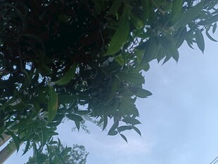 仰视繁茂枝叶