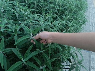 手触翠绿植物瞬间