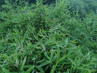 茂密翠绿的植物景观