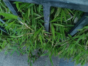 缝隙中生长的翠绿植物