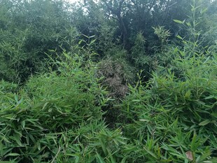茂密绿植景观