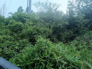茂密绿植景观