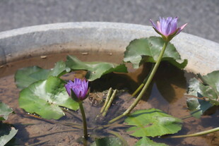 睡莲