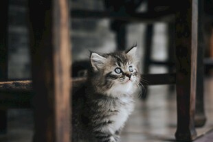 躲在木椅下的可爱小猫