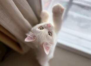 小猫扒窗好奇张望