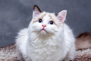 可爱布偶猫抬头望