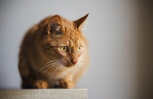 橘猫蹲坐凝视