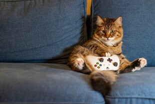 沙发上玩玩具的可爱猫咪