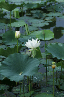 芙蓉