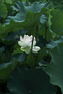 莲花 