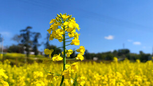 田野中的一枝灿烂油菜花