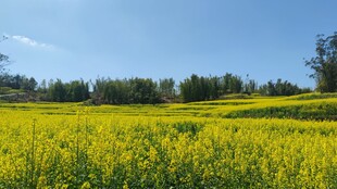 金黄油菜花海田园风光