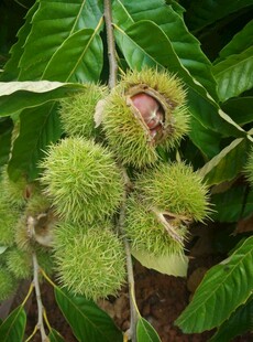 板栗