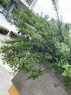 迎春花