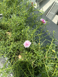 大花马齿苋