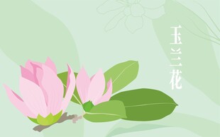 玉兰花
