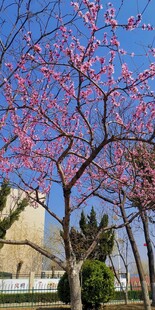 春日繁花盛开的美丽树景