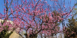 盛开的粉色繁花树