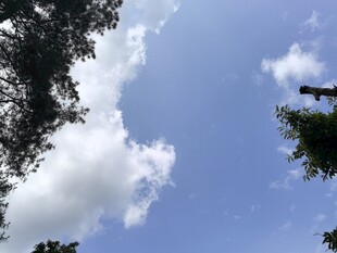 仰望蓝天绿树间的白云