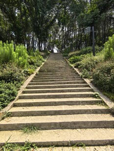 林间石阶小道