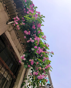 蔷薇花