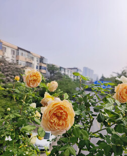 黄色的月季花