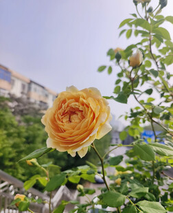 盛开的月季花