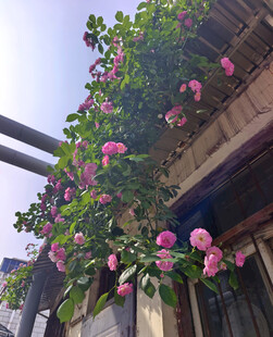 蔷薇花