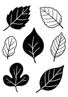 叶子插画