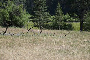 野外草地与树木景观