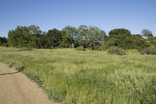 乡间小路旁的翠绿草地