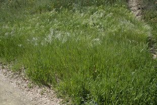 路边茂盛的绿色草丛