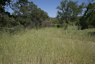 野外草地林间风景