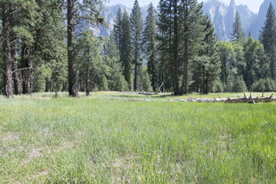 森林中的翠绿草地