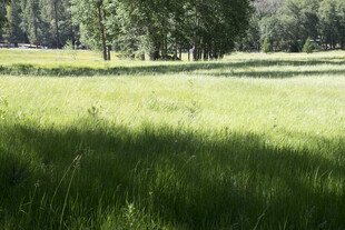 绿意盎然的开阔草地景观