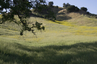 绿意盎然的开阔田园风光
