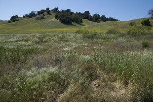 广袤原野上的绿意山丘
