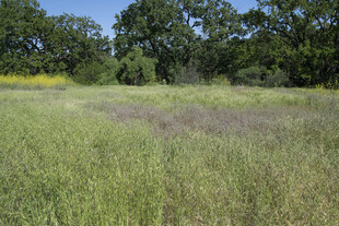 绿意盎然的野外草地景观