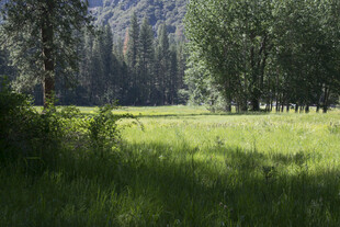林间草地自然风光图