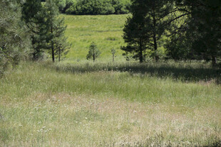 绿意盎然的开阔草地景观
