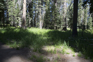 林间阳光洒落的静谧草地