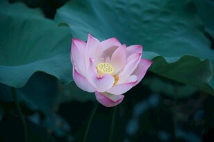 娇艳荷花绽放