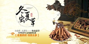 冬虫夏草推广展板