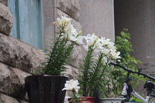 圣母百合