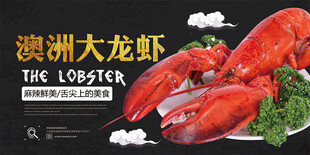 澳洲大龙虾展板