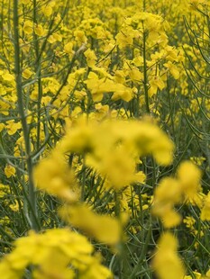 油菜开花