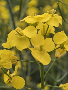 油菜花