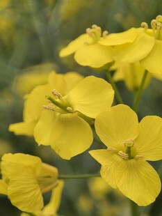 油菜花微距
